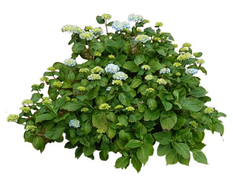 Shrub Bushes Png Transparent Images Png All