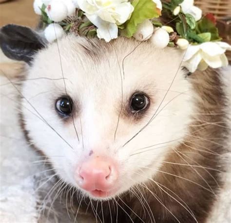A Ferret Wearing A Flower Crown On Its Head