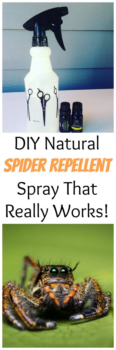 Diy Natural Spider Repellent Spray That Really Works Gingeraled