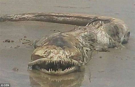 Strange Creature With Jagged Teeth Found Washed Up In Mexico Daily