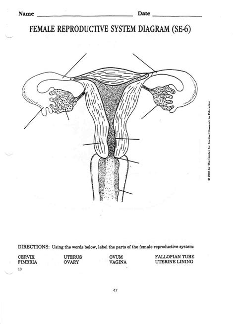 A female's internal reproductive organs are the vagina, uterus, fallopian tubes, and ovaries. Diagrams of Female Reproductive System