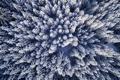 Aerial View Of Snow Covered Pine Trees In Forest During Winter Stock Photo