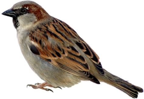 Sparrow Png Picture Clipart Sparrow Png Free Transparent Png