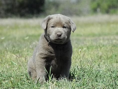 Hips, eyes, elbows, heart, shoulders, eic, cnm, pra, dm, cy, huu and hnpk. Light Silver Labs - Silver Labs for Sale - Breeder of ...