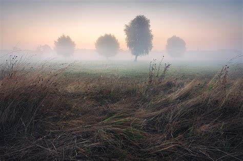 Trees In Morning Mist On Meadow At Sunrise Photograph By Stanislav