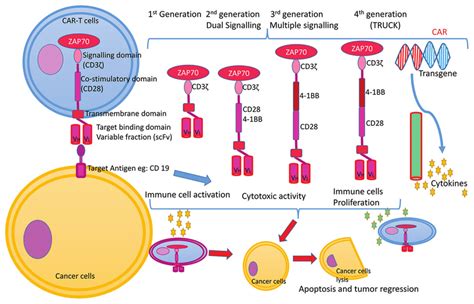 Four Chimeric Antigen Receptors Generations And Mechanism Of