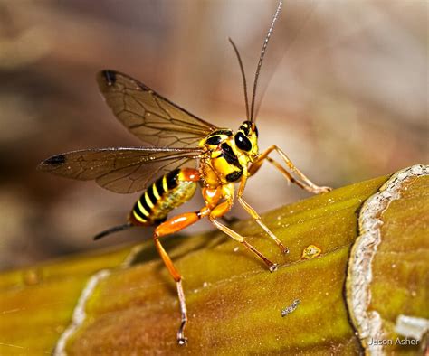 Ichneumon Wasp By Jason Asher Redbubble