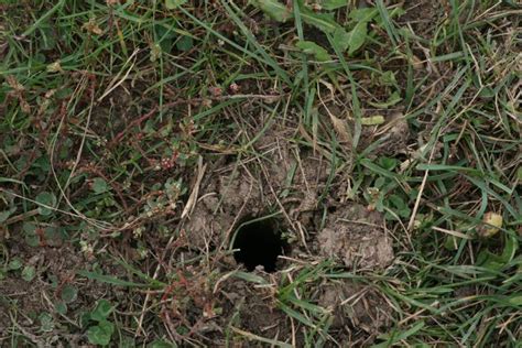 What Do Crawdad Holes Look Like A Pictures Of Hole 2018
