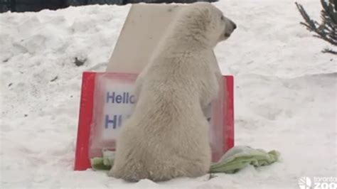 Toronto Zoo Polar Bear Cub Reveals Name On Youtube Toronto Cbc News
