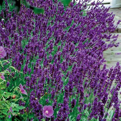 Lavender Angustifolia Hidcote Maryflower