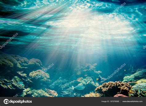 Underwater Beach Pictures Telegraph