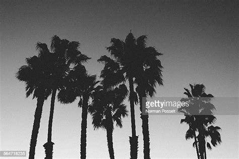 La Palm Trees Low Angle Photos And Premium High Res Pictures Getty Images