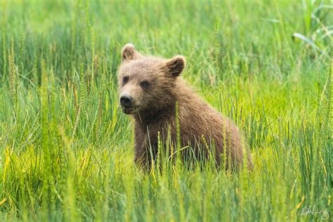 Grizzly Bear Cub Lake Clark National Park Alaska Richard Wong