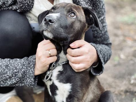 Retrato De Un Lindo Perro Cerca De Una Mujer Irreconocible Cachorro De