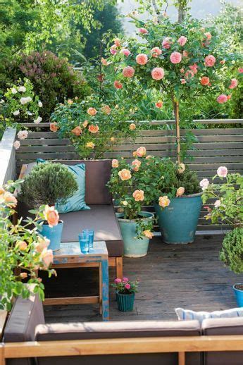 How To Grow A Small Rose Garden On Balcony Patio And Rooftop Small