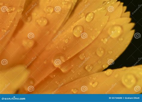 Water Droplets On A Yellow Flower Stock Photo Image Of Iris Flower