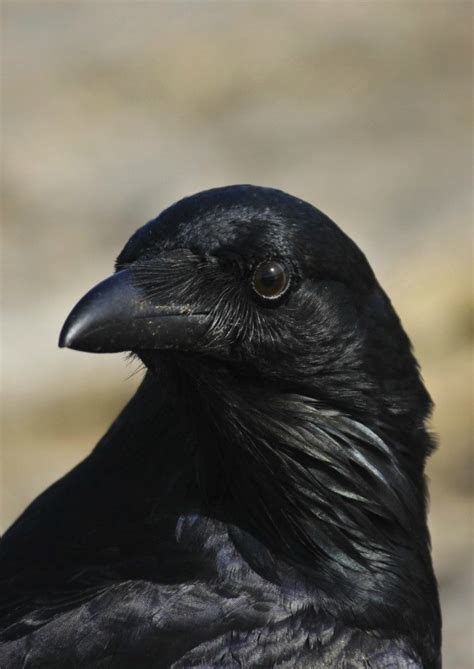 Getting Rid Of Crows Thriftyfun