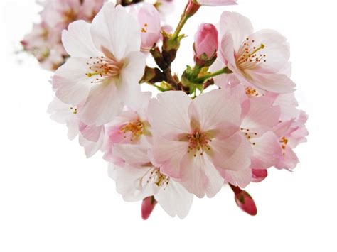 Japanese Proverb Hana Yori Dango Dango Before Flowers
