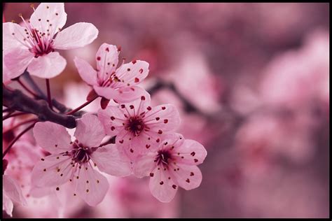 Ý Nghĩa Và Giá Trị Biểu Tượng Của Hoa Anh Đào Sakura