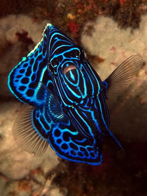 Juvenile Emperor Angelfish Beautiful Sea Creatures Ocean Creatures