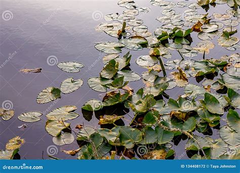 Lily Pads Floating On The Surface Of A Deep Lake Stock Photo Image Of