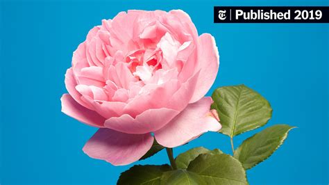 One Photographer’s Tribute To English Roses The New York Times