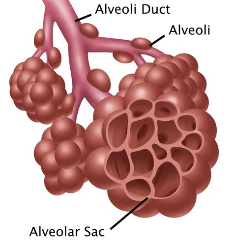 Alveoli Poster Print By Gwen Shockeyscience Source 24 X 36