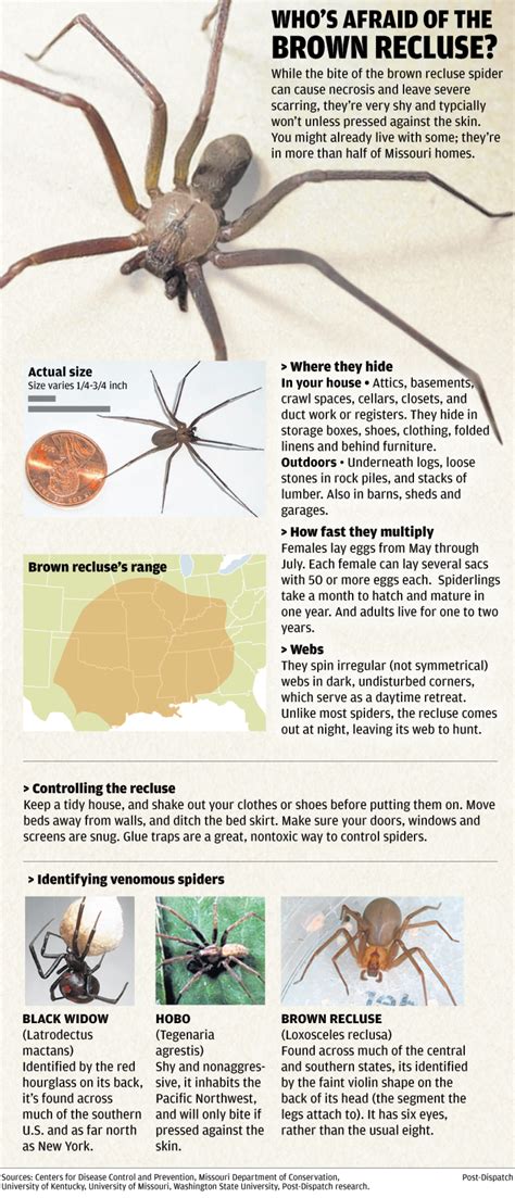Graphic All About The Brown Recluse Spider Brown Recluse Spider