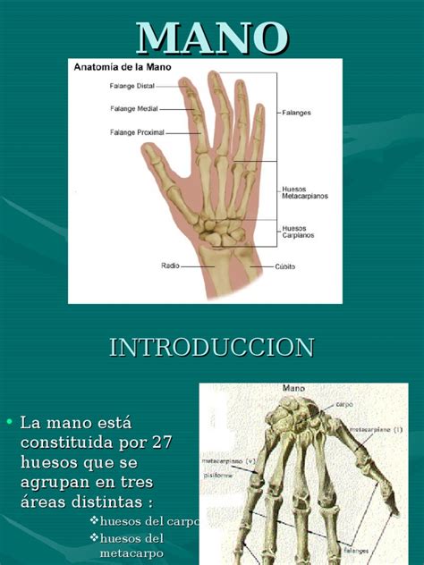 Anatomia De Las Manos