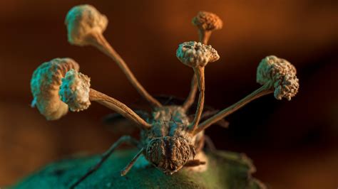 Zombie Fungus Bursts Out Of A Dead Fly In Contest Winning Photo