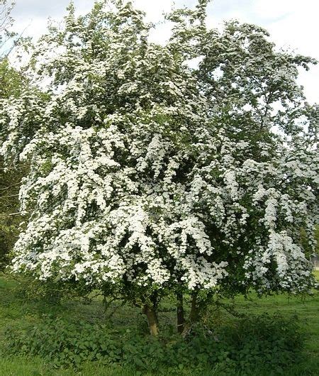 Hawthorn Trees For Sale Buy Hawthorn Trees Direct Online
