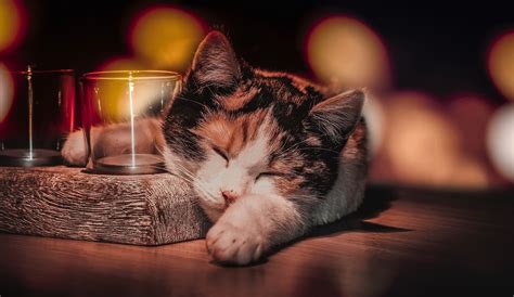 Drinking Glass Sleeping Cat Animals Wallpapers Hd Desktop And Mobile Backgrounds