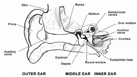8 The Auditory System Download Scientific Diagram