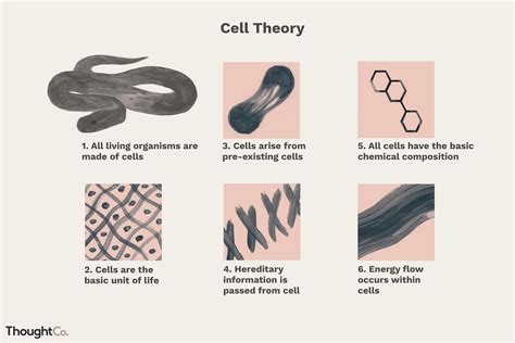 Cell Theory A Core Principle Of Biology