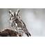 Owl Cute Wallpaper  HD Desktop Wallpapers 4k