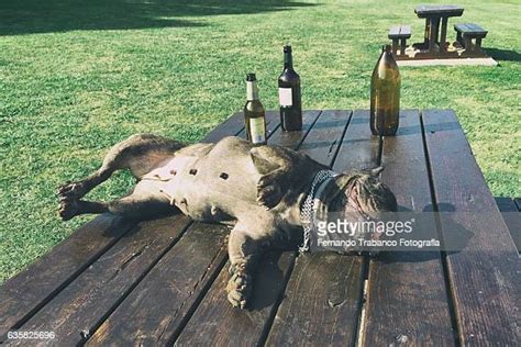 funny sunbathing photos and premium high res pictures getty images