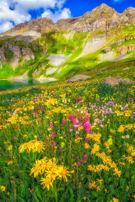 View Photographs Of San Juan Mountain Wildflowers