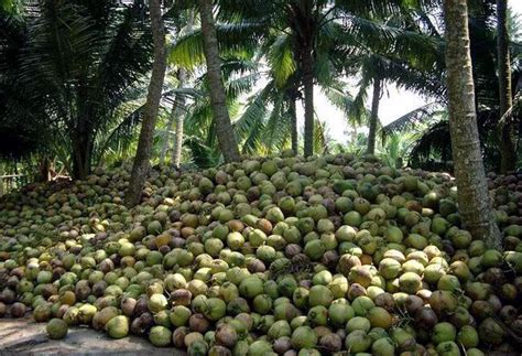 coconut production in the philippines eimear monaghan