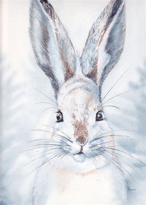 Snowshoe Hare An Art Print By Jason Vukovich Inprnt