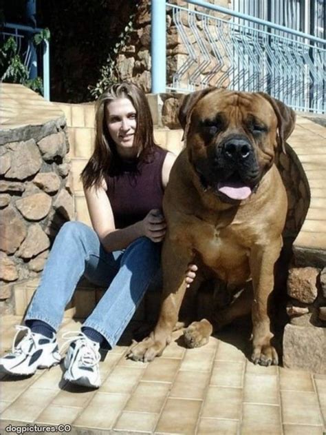 Very Huge Dog Dog Pictures