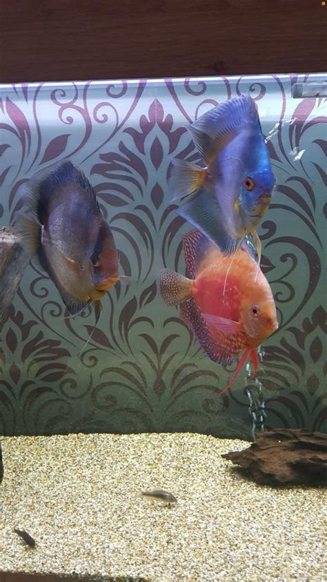 How Do You Sex Discus And If You Can Are These Male Or Female R Discus