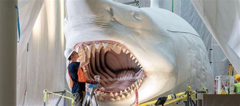 Meet Megalodon This Museum Has The Largest Shark That Ever Lived On