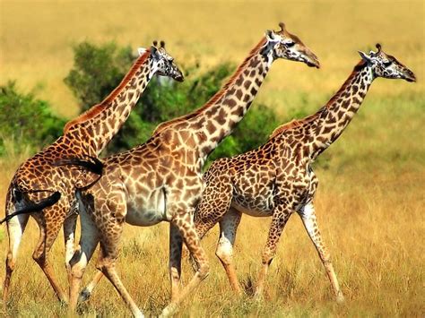 Encyclopaedia Of Babies Of Beautiful Wild Animals Twiga Beautiful Giraffe Pictures