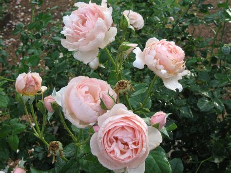 Lisa Bonassins Garden Whats Blooming Now Heritage Rose 050610