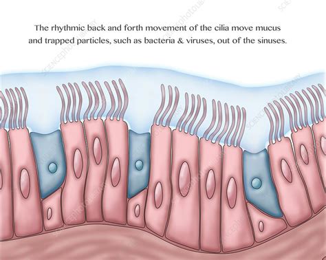 Cilia And Mucus Illustration Stock Image C0394374 Science Photo