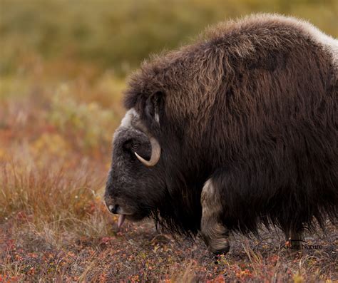 Musk Ox In Motion Large Male Musk Ox Feeding On The Fall T Flickr