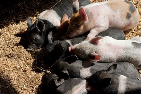 Pig Pile Spring At Green Gate Farms See More At Green Flickr