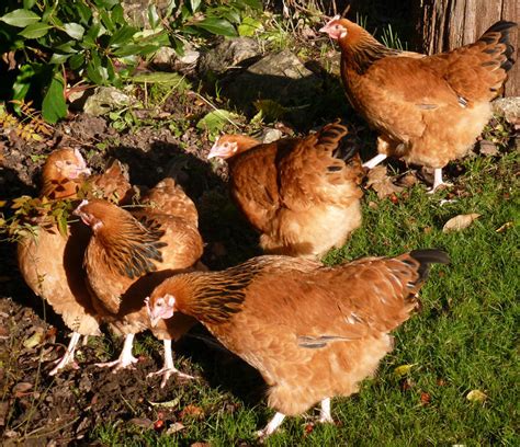 Sussex For Sale Chickens Breed Information Omlet