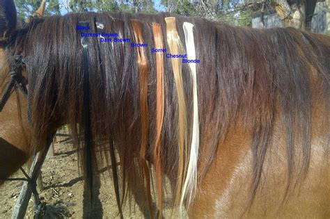 Colorful Mane Extensions For Horses Buy Hair Extensions Horse Mane