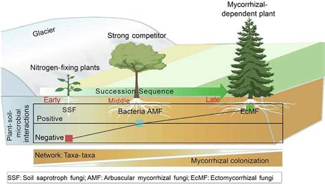 How Do Plant Soil Microbial Interactions Mediate Vegetation Dynamics
